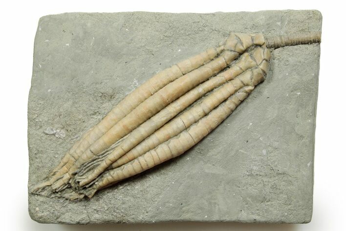 Fossil Crinoid (Scytalocrinus) - Crawfordsville, Indiana #371573